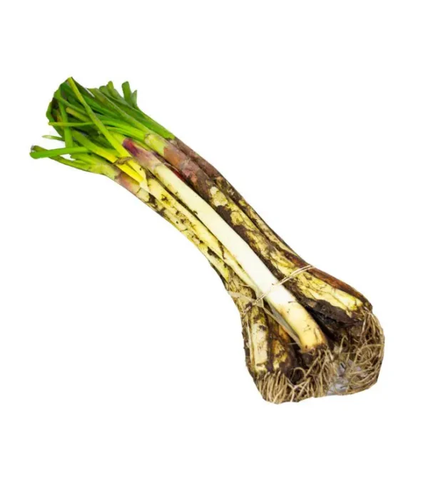 Cebolla Larga - Image 2