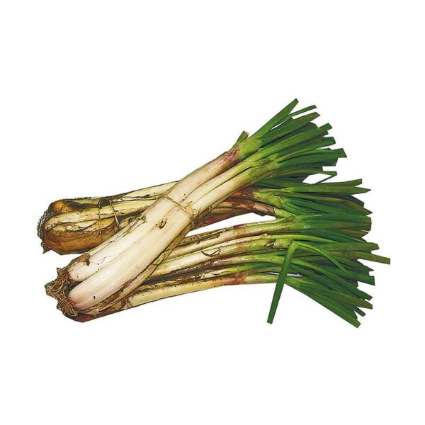 Cebolla Larga